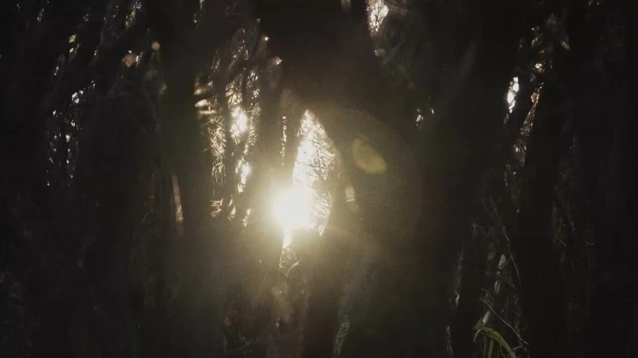 A photo of light shining through some trees.